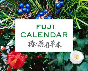 富士精版カレンダー 椿・薬用草木