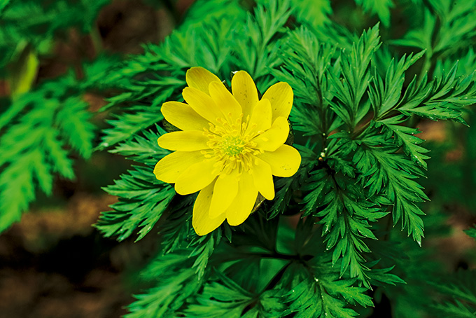 17年 薬用草木 カレンダー解説 薬毒同源 毒にも薬にもなる植物たち 富士精版印刷株式会社 大阪 東京 兵庫 京都 品質を考える印刷会社