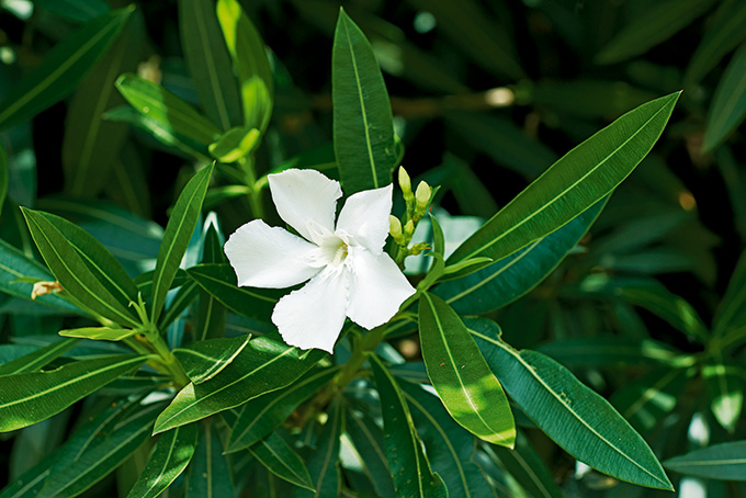 17年 薬用草木 カレンダー解説 薬毒同源 毒にも薬にもなる植物たち 富士精版印刷株式会社 大阪 東京 兵庫 京都 品質を考える印刷会社