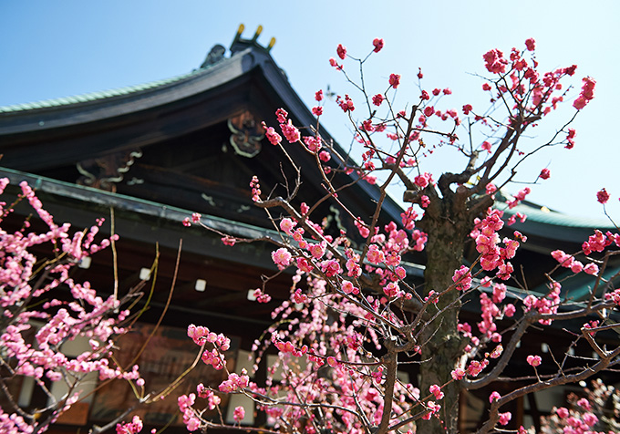 大阪天満宮「盆梅と盆石展」