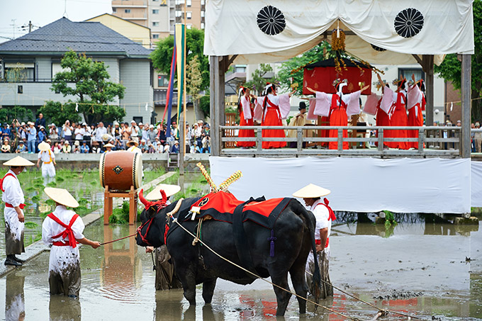 住吉大社 御田植神事2018