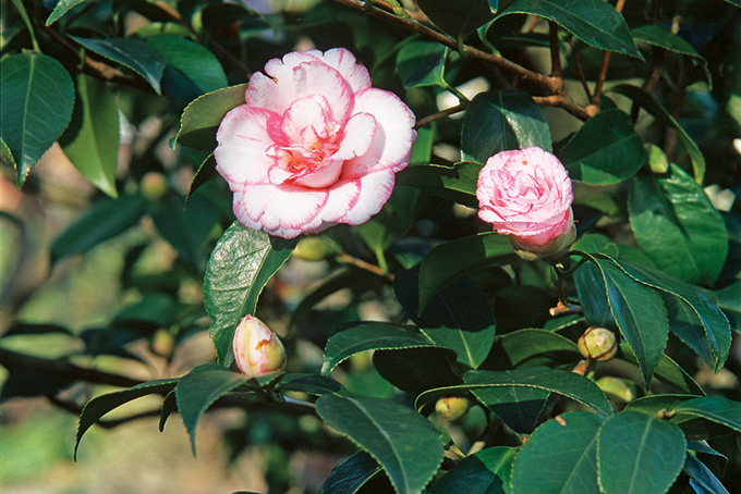 実_07月_酒中花