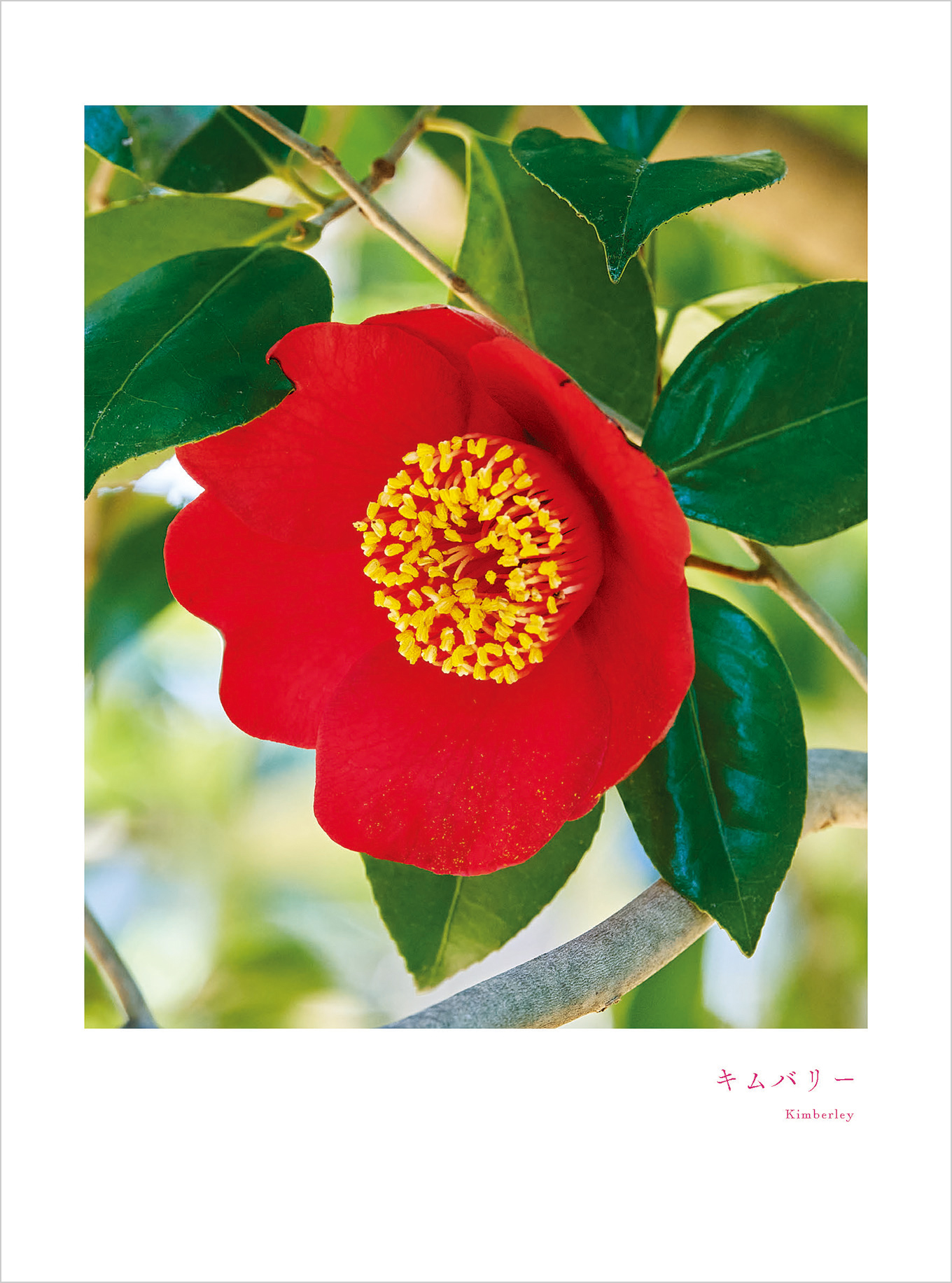 1月のツバキ キムバリー