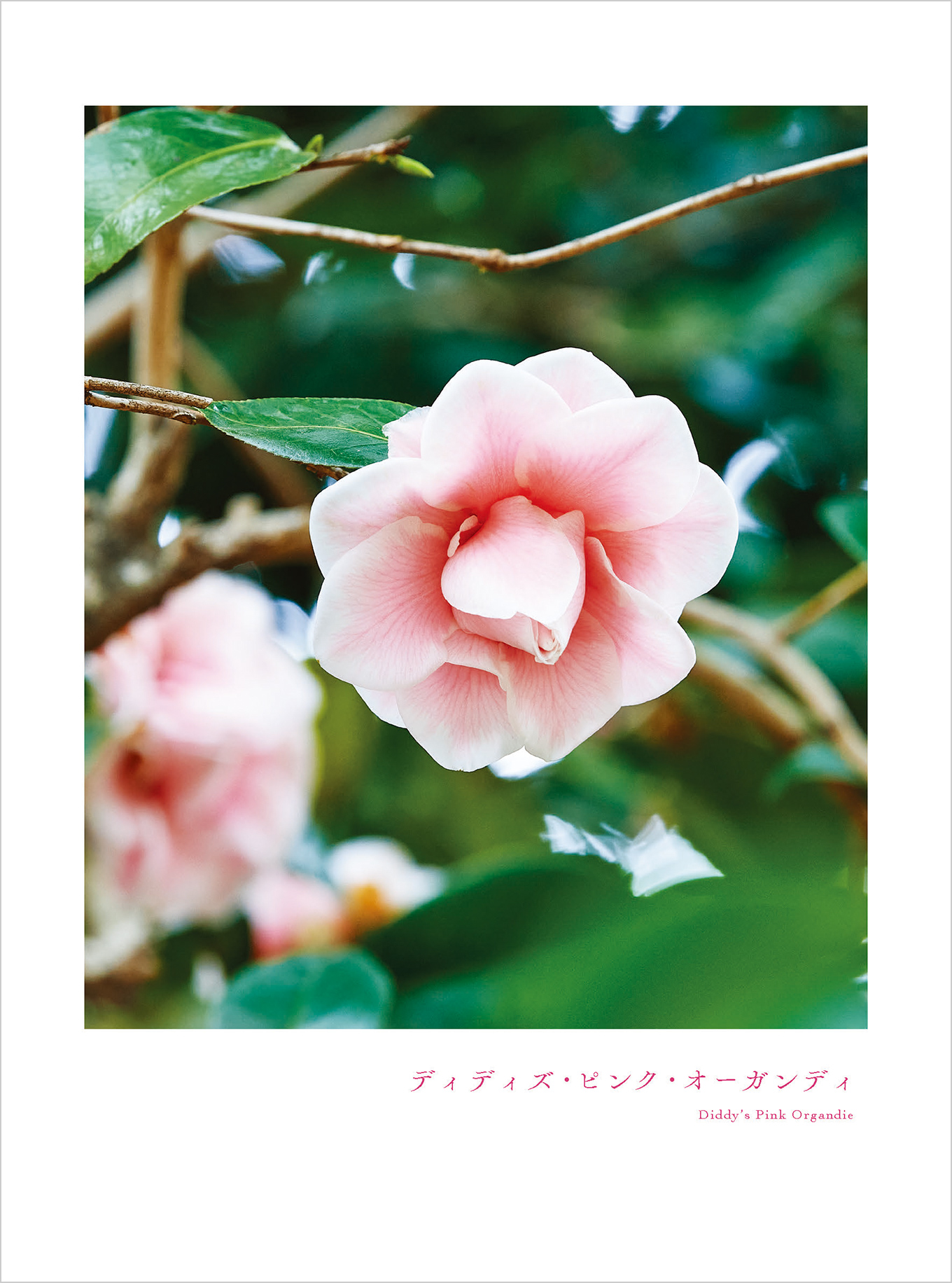 2月のツバキ ディディズ・ピンク・オーガンディ