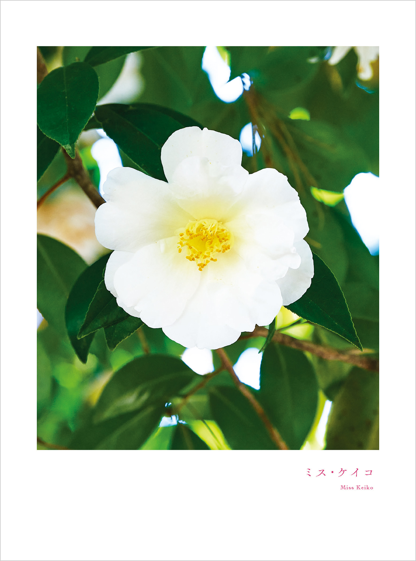 3月のツバキ ミス・ケイコ