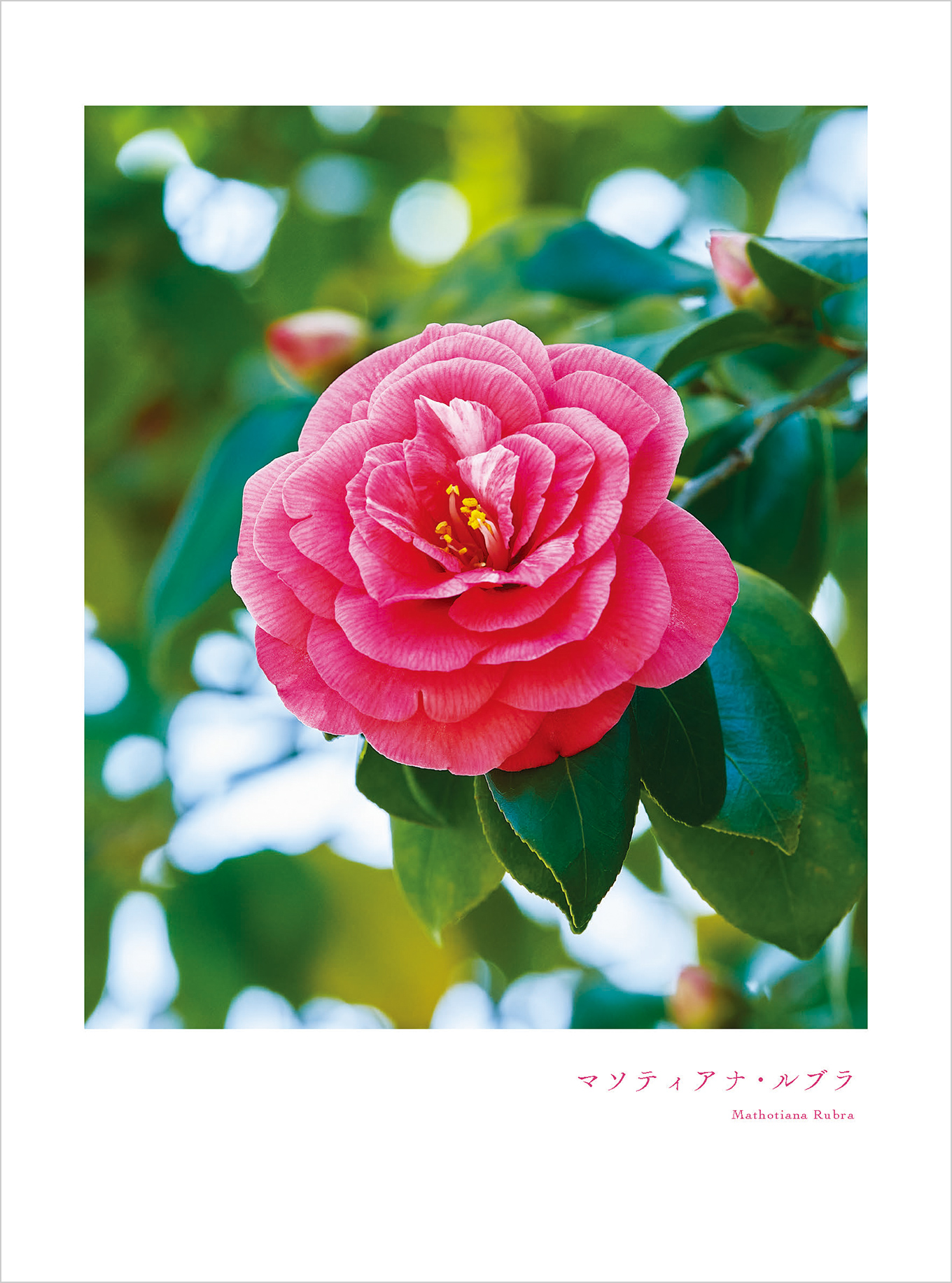 4月のツバキ マソティアナ・ルブラ