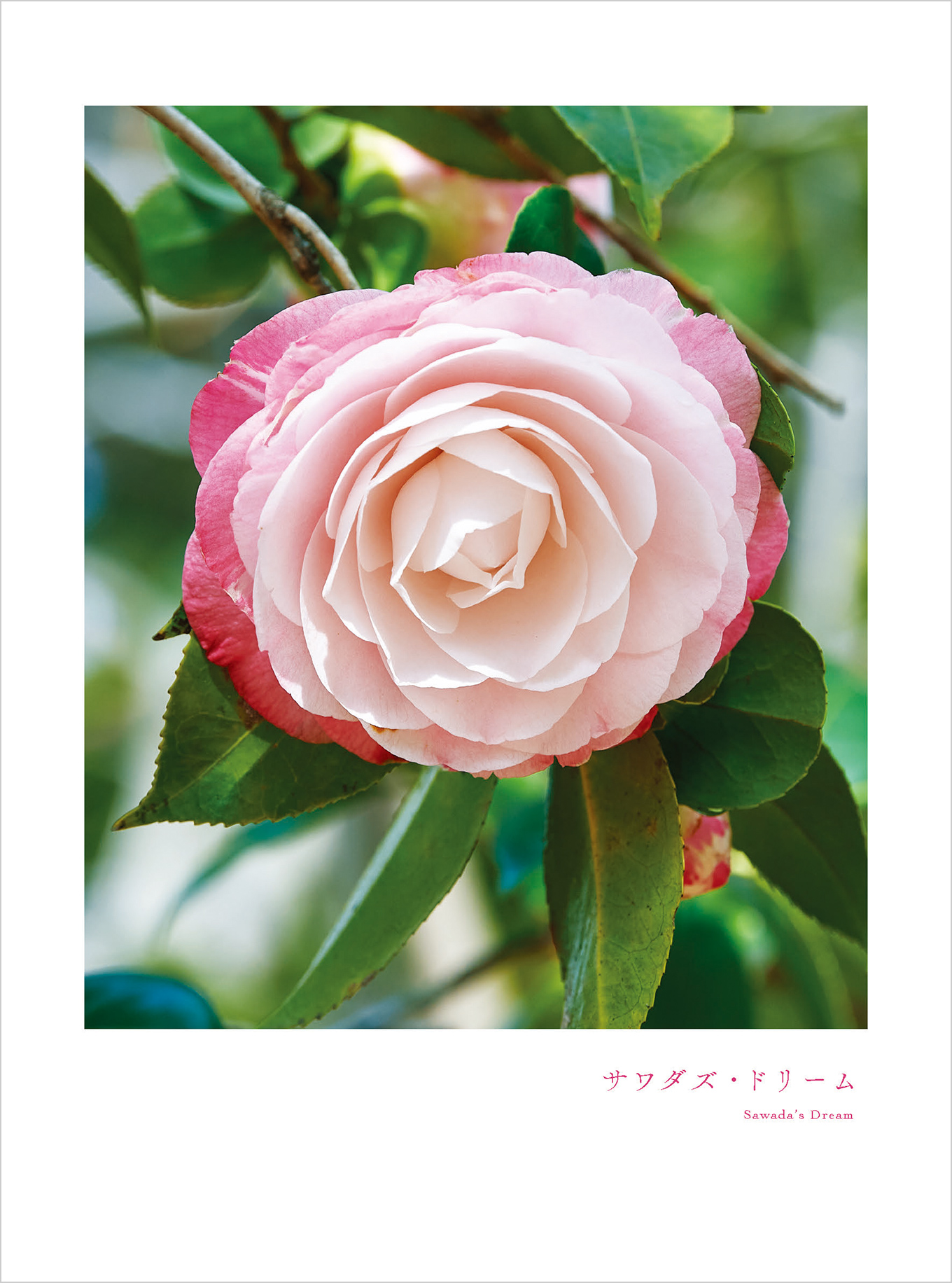 5月のツバキ サワダズ・ドリーム