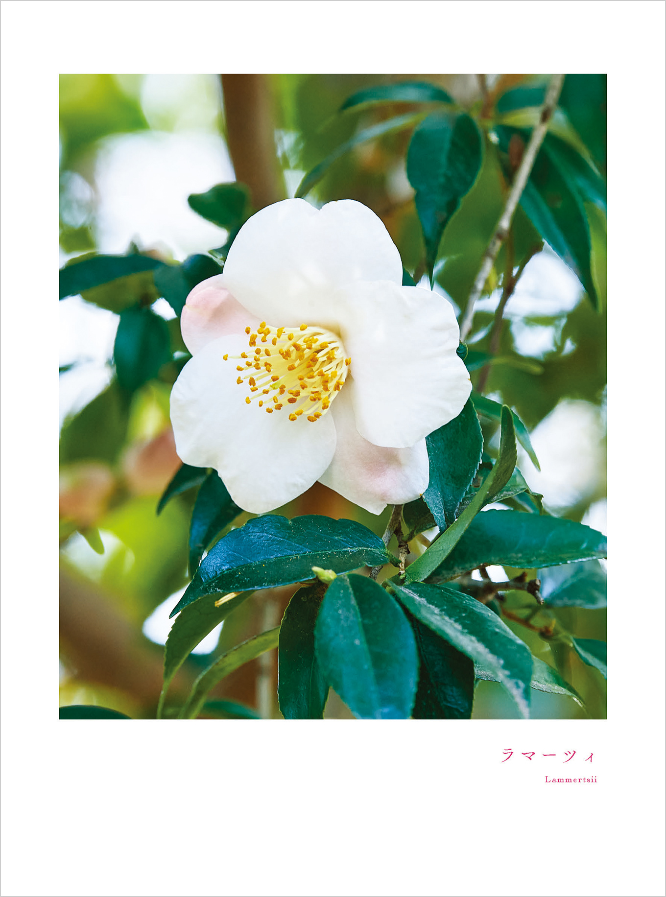 6月のツバキ ラマーツィ
