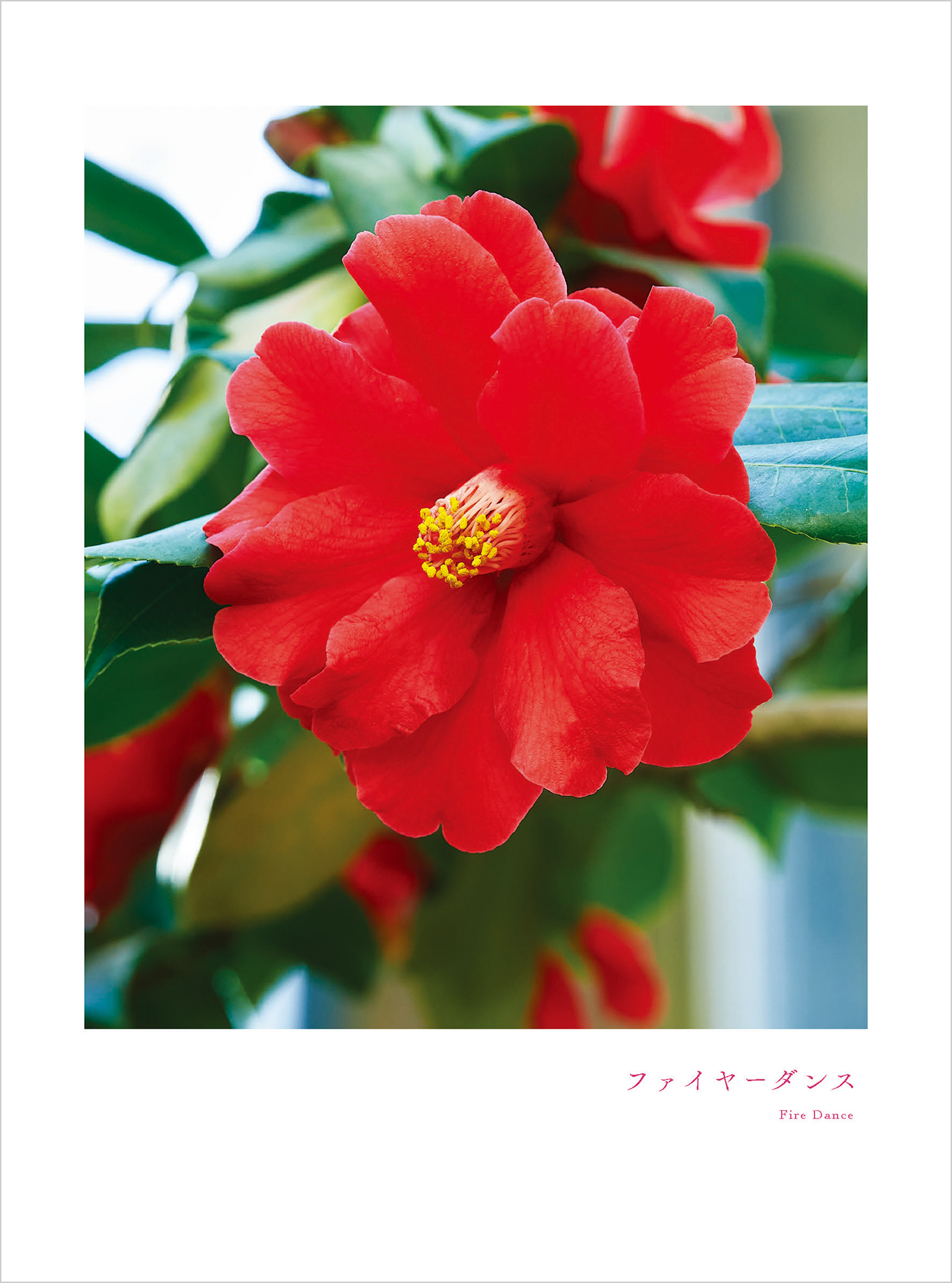 7月のツバキ ファイヤーダンス