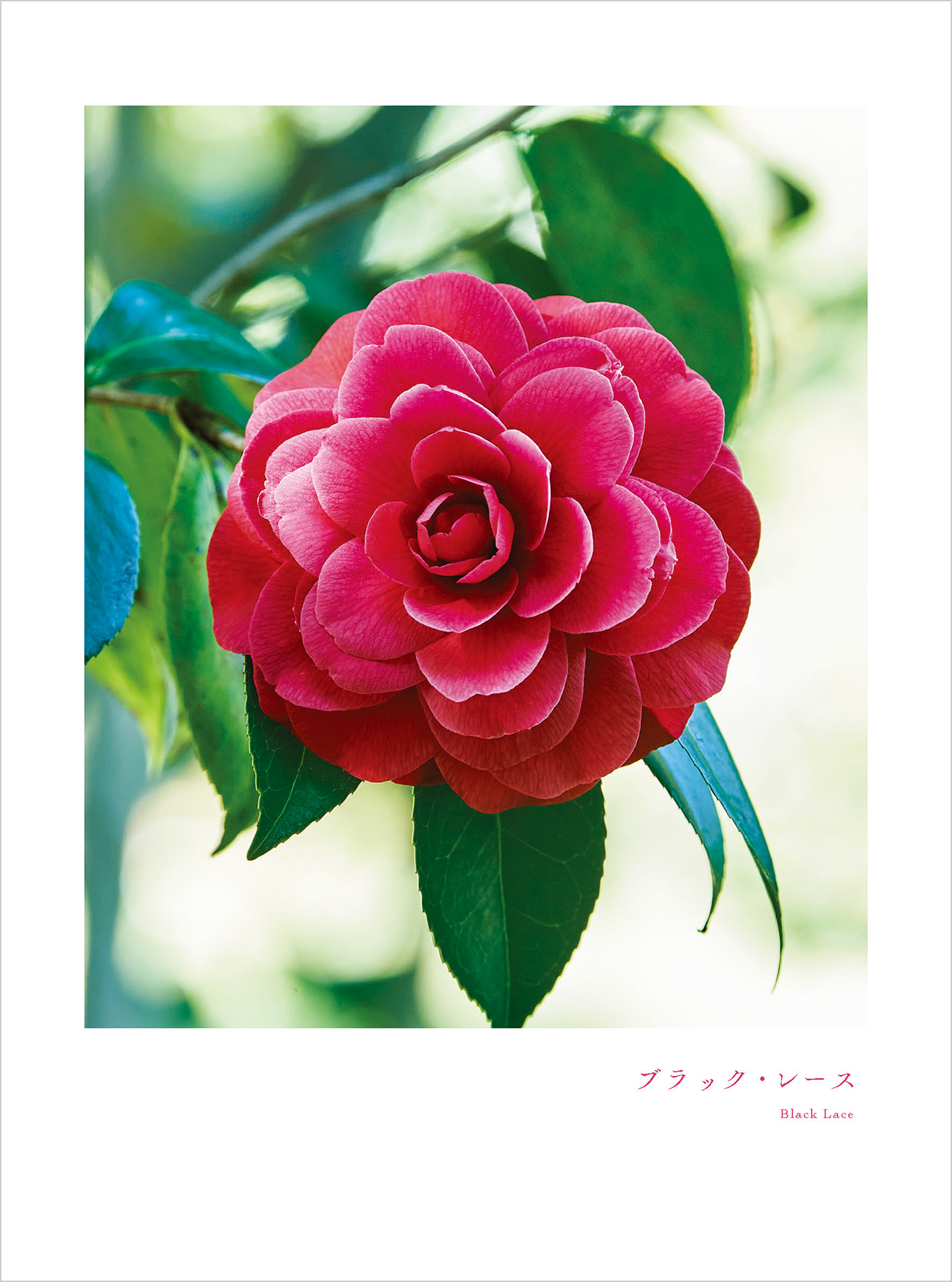 8月のツバキ ブラック・レース