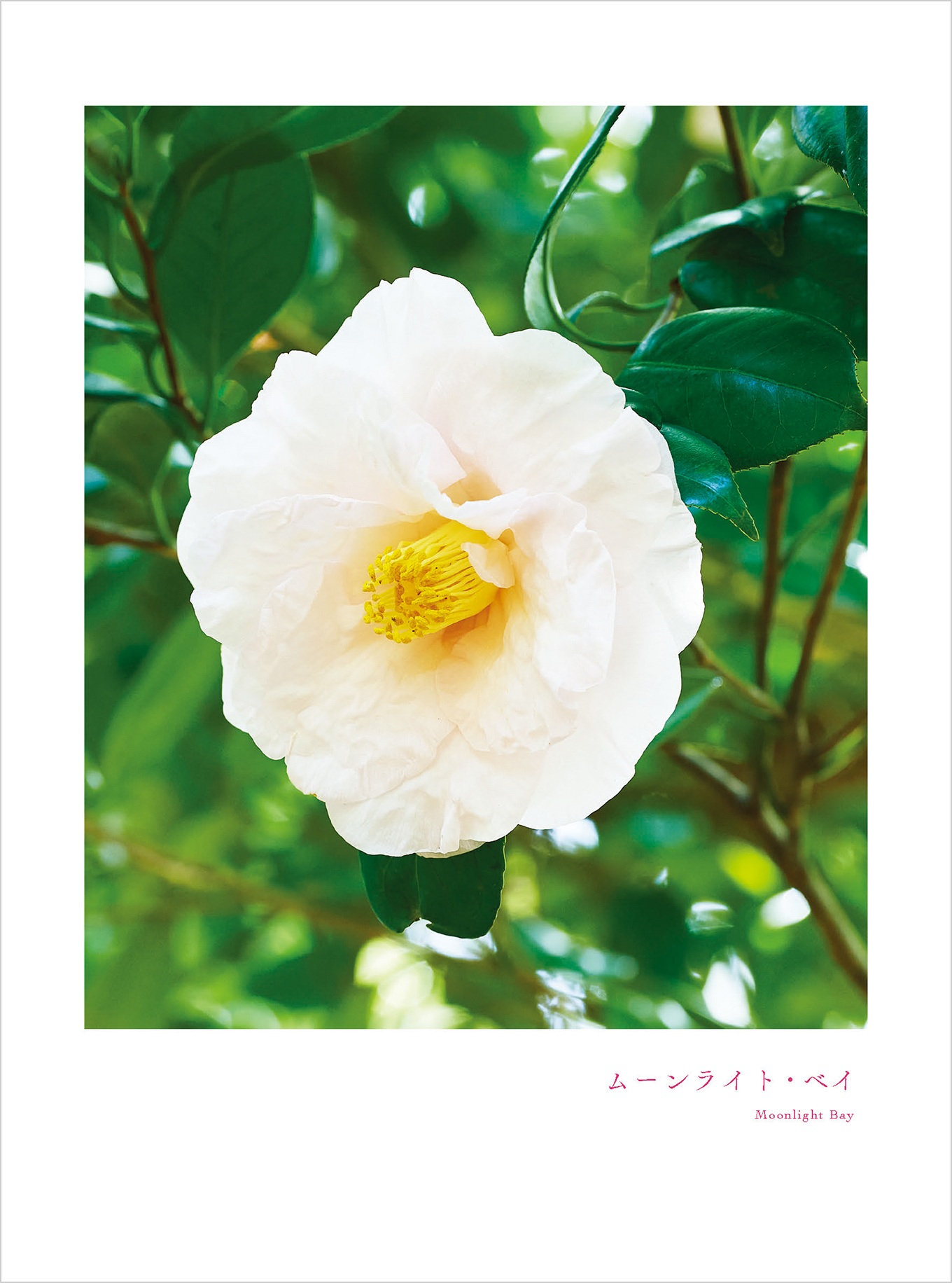 9月のツバキ ムーンライト・ベイ