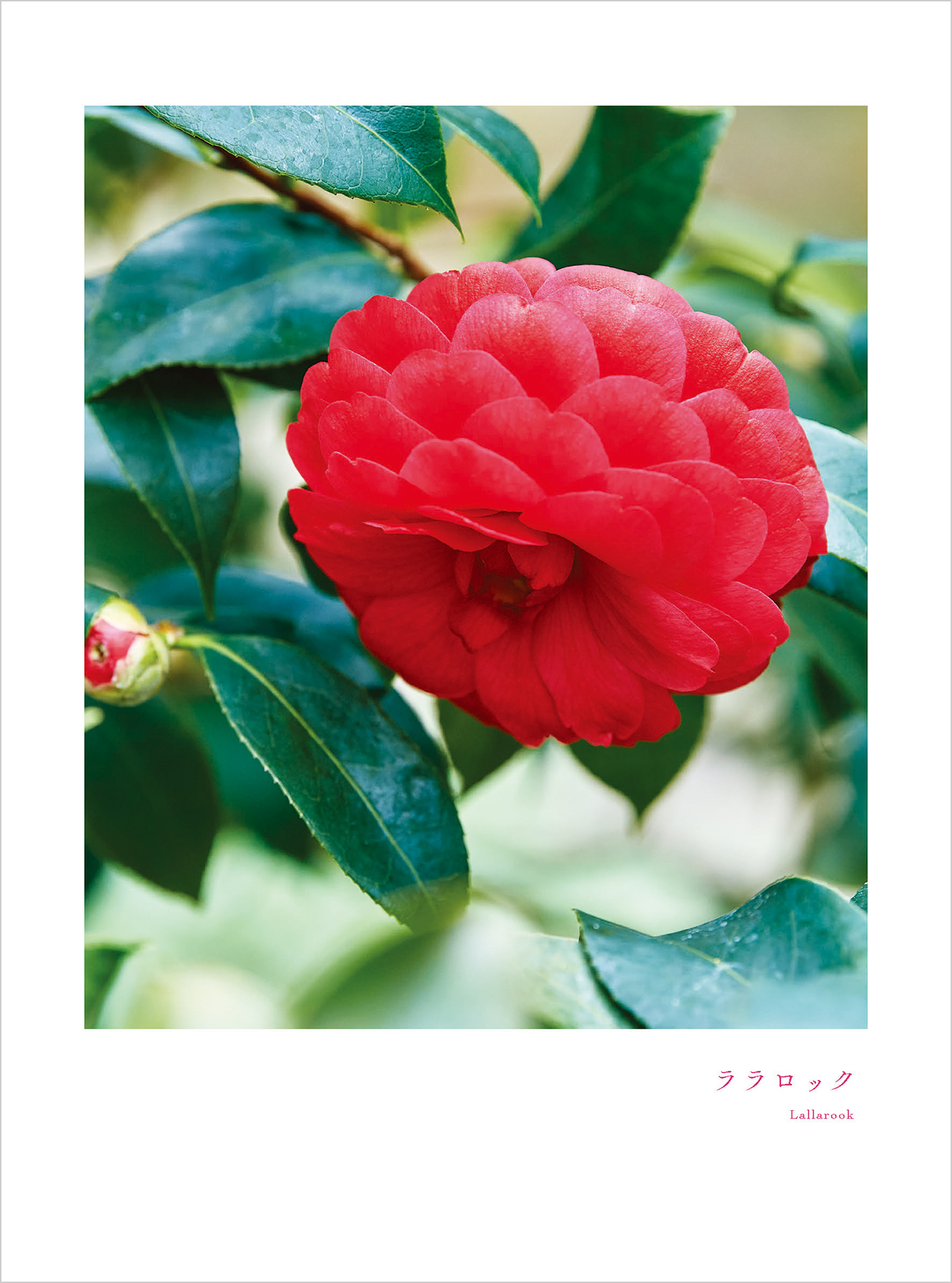 10月のツバキ ララロック