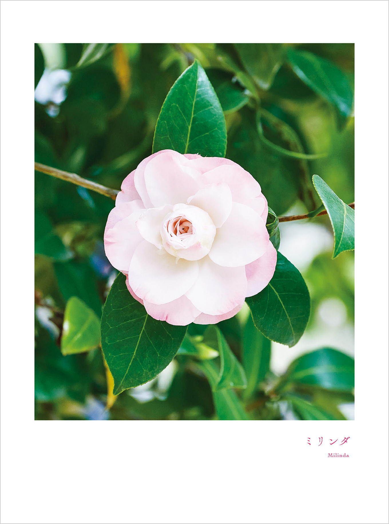 11月のツバキ ミリンダ