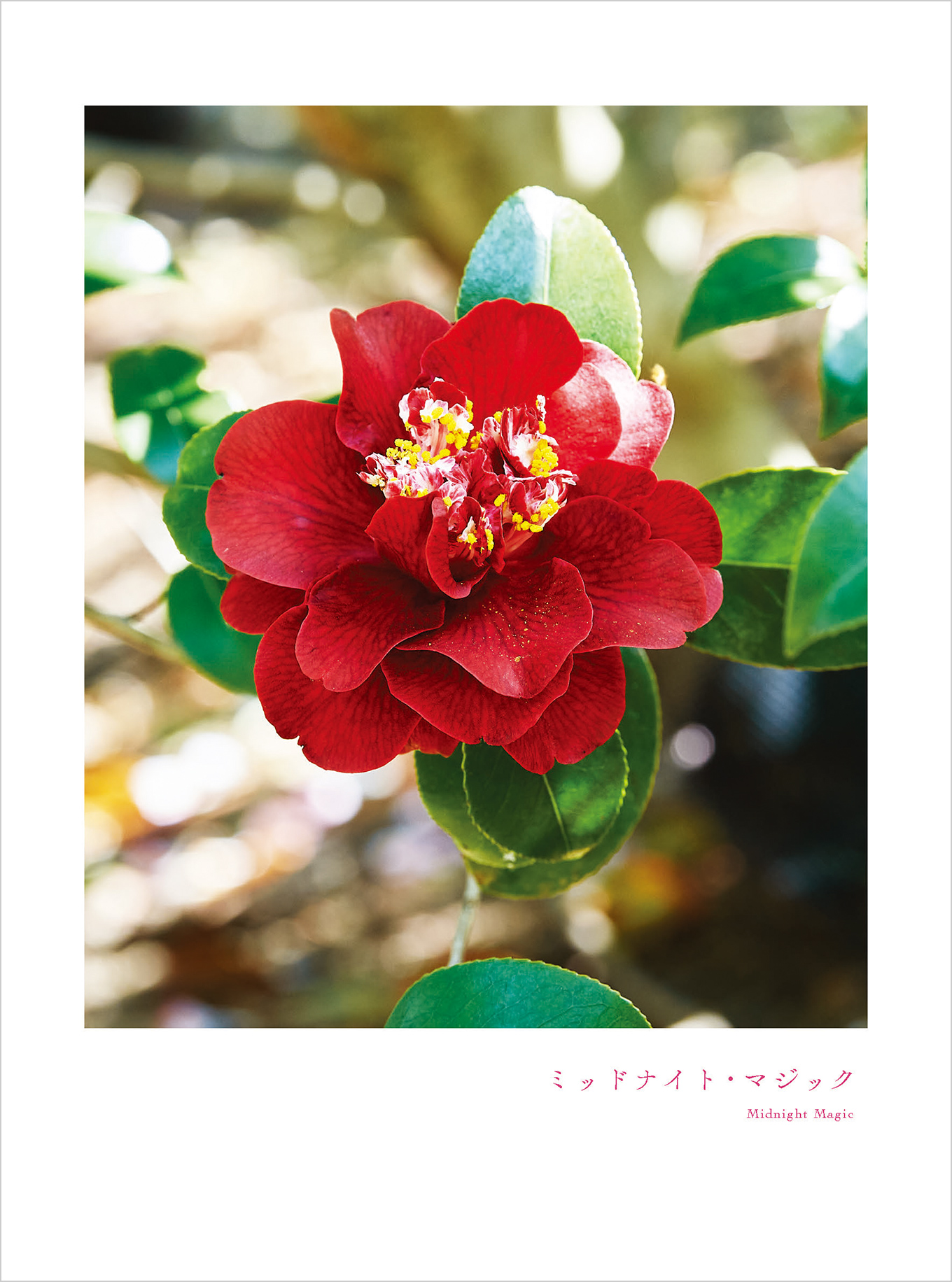 12月のツバキ ミッドナイト・マジック